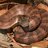 Acanthophis