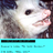 Opossum