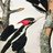 Ivory Bill