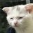 2D Cat