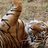 Tigerwatch