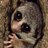 courteouslemur