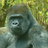 Gorillagorillagorilla