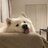 Samoyed