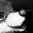 darkshadowfox