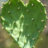 evilcactuslove