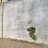 The Wallflower