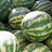 Watermelons