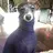 kermit