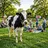 moocow
