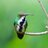 colibricheese