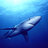 BlueShark
