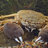 crab hole