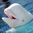 Beluga