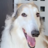 Borzoi