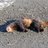 LobotomizedFerret