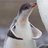 Bufferino Penguin
