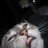 crushedpuss