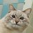 Jazz Cat Blini