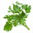 Sprig of Parsley