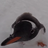 curious gentoo