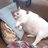 sadcat