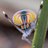 Maratus volans
