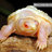 LurkyTurtle