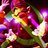 Waluigi_Galleani