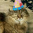 Kitty