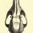 U. cinereoargenteus