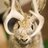 cantankerous jackalope