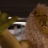 The Wichita Lion