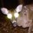 Deer Warts