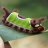 Emotional Support Insect