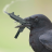 An Avenging Bird