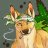 Dingo44