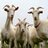 Several Goats