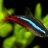 Neon Tetra
