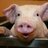 SWINE
