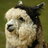Charismatic Alpaca