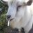 Fag Goat