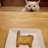 Fenris