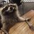 TrashWhoreRaccoon