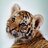 candle tiger