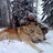 WolfKiller