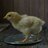 Crunchy Chick