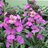 Erysimum