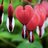 Bleeding Heart