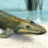 king_tiktaalik